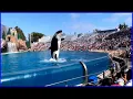 Killer Whale Show 4K U - Orca Encounter Full Show