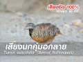 Download Lagu សម្លេងក្រួច100%