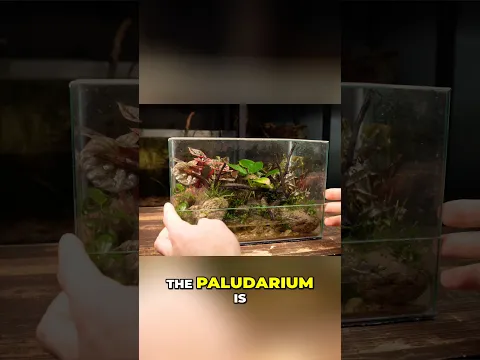 How To Make a No-Filter Paludarium!
