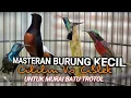 Download Lagu PALING DI CARI MASTERAN MURAI BATU | KONIN ISIAN CILILIN DAN CIBLEK | SUARA JERNIH DENGAN JEDA ‼