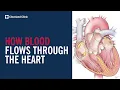 How Blood Flows Through the Heart