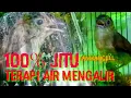Download Lagu 100% Jitu //Suara FLAMBOYAN GACOR Paling Ampuh MASTERAN DAN PANCINGAN //Terapi Air Mengalir Burung