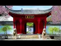 Zen Spirit: Japanese Music Relaxing Songs and Sounds of Nature