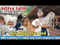 Download Lagu 1500...!! GRATIS ONGKIR SE JAWA KAMBING PE KALIGESING Setiya Farm #hargakambing #kambingpe 