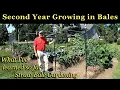 SECOND YEAR GROWING VEGETABLES IN STRAW BALES What I ve Learned So Far