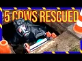 Lagu 🚨 5 Koeien Gered uit Gierkelder | Brandweer Lunteren in Actie 🐄 - VOLUNTEERS DUTCH FIREFIGHTERS -