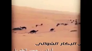شيله ياهل البكار الغوالي 