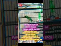 Download Lagu FAKTOR Cucak ijo NGUKLUK Saat LOMBA‼️#cucakijo #cucakijogacor #kicaumania #burung #birds #trotolijo