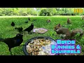 Download Lagu Entertain your Pets 😺🐶| 10-Hour Dog \u0026 Cat TV | Bunnies 🐇, Birds 🐦 \u0026 Squirrels 🐿| Background Ambience