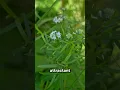 Pycnanthemum virginianum Virginia Mountain Mint