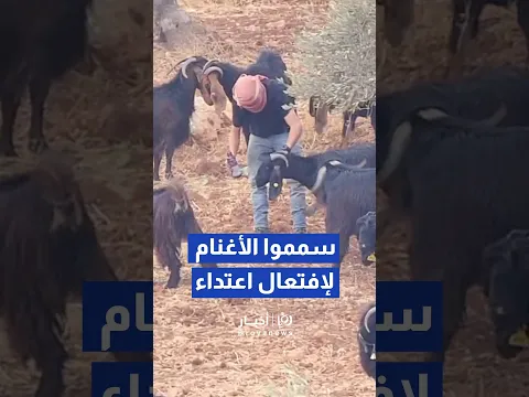 مستوطنون يسممون أغنامهم لافتعال اعتداءات ضد أهالي المغير #shortvideo #shorts #short