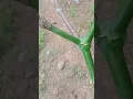 mikat burung kecil dapat burung prenjak 🤠👍