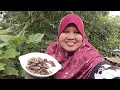 Download Lagu PERTAMA KALI MAKAN UBI INI‼️‼️BOLEH TAHAN RASANYA