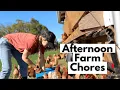 Afternoon Chores on our Small Maui Farm Feeding Animals Gathering Fresh Eggs