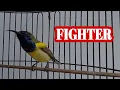 Download Lagu sogon fighter#short