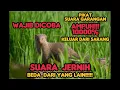 Lagu Suara pikat garangan paling ampuh. suara jernih TERBARU ‼️