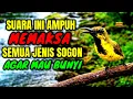 Lagu Bikin birahi \u0026 emosi naik‼️ Pancingan sogon agar bunyi gacor