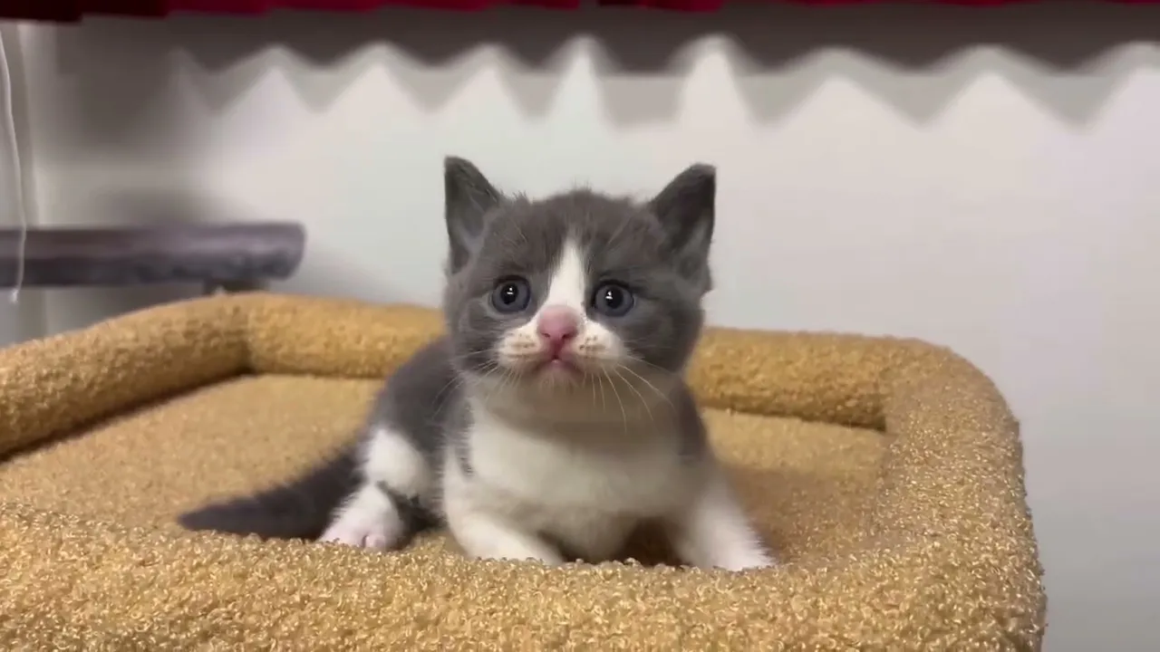 動画