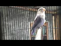 Download Lagu Pancingan lovebird paud balibu agar rajin ngekek jeda rapat #masteranburung
