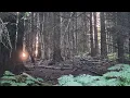 Download Lagu The Forest Is My Kingdom Come And Take A Walk With Me To Find Out Why