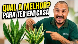 SANSEVIERIA | QUAL A MELHOR ESPADA-DE-SÃO-JORGE PARA SE TER EM CASA? | DICAS E CUIDADOS COM MURILO