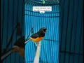 Cara memilih burung murai batu di lihat dari katuranggan