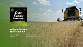 Yağışlar hasadı nasıl etkiledi?