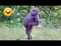 Download Lagu Laugh a Lot With The Funny Moments Of Monkeys 🐵