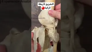 التشريح الجسماني لاربطة الركبة دندنها