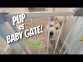 Regalo Easy Step Baby Gate Review