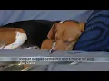 Trio of Ridglan Farms beagles settling into Bob s House for Dogs
