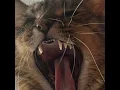 Labyrinth - Showing Teeth