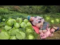 Download Lagu Poor pregnant woman harvests cabbage and struggles to find housing | Lý Tử Niên