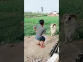 Download Lagu Viral Ngerjain Kambing