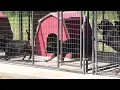 Welcome Back Bigg Boss Rottweiler Kennel