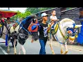 NAIK DELMAN ISTIMEWA 🐎 LAGU ANAK ANAK - KUDA DELMAN