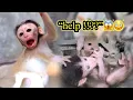 Download Lagu “Cici Panicked When the Baby Got Stuck… What She Did Next Shocked Everyone 😱🐒💔”