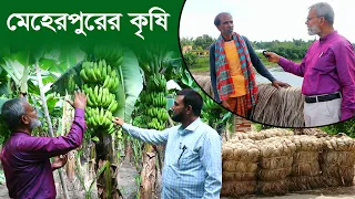 1369- মেহেরপুরের কলা ও পাট চাষ- র.ই মানিক চিত্রপুরী  R.I Manik.Chitrapuri Krishichitra