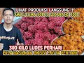 Download Lagu MASIH MUDA TERNYATA BOS ‼️AWAL CUMA 50PCS SEKARANG 300KILO LUDES HASILKAN 5 JUTA PERHARI