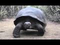 Galapagos Islands Galapagos tortoise walking around you