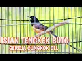 Download Lagu Murai Batu Isian Tembakan Tengkek Buto Gereja Tarung Dan Cucak Cungkok