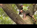 Dangerous leaning tree cutting... STIHL ms 881.