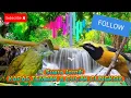 Download Lagu MASTERAN MEWAH SUARA CUCAK CUNGKOK DAN KAPAS TEMBAK BUAT MURAI BATU 