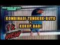 Download Lagu MASTERAN TENGKEK BUTO KOMBINASI KEKEP BABI™||masteran mewah cendet materi kekinian