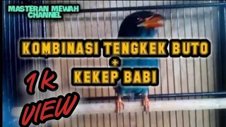 Download MASTERAN TENGKEK BUTO KOMBINASI KEKEP BABI™||masteran mewah cendet materi kekinian MP3