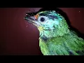 Download Lagu Anak Burung Takur Bukit Gacor Full 🔥 Cocok Buat Mikat ll Suara Burung Terbaru