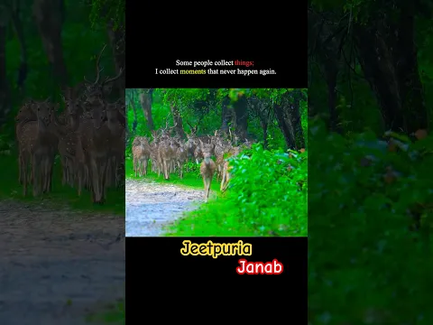 Jungle Life #animals #youtubeshorts #wildlife #animallife #lion #animals #leopard #foryou #shorts