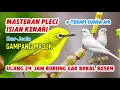 Download Lagu MASTERAN PLECI YANG LAGI DILIRIK JURI !! (Pleci Isian Kenari)