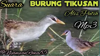 Download MANTAF‼️pikat burung Tikusan alis putih MP3