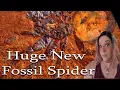 NEW Giant Spider Fossil Just Dropped - PaleoPeek Megamonodontium mccluskyi